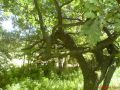 N�hled