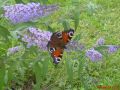 N�hled