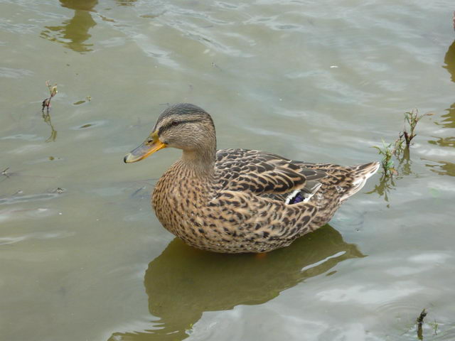 fotka