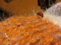 N�hled